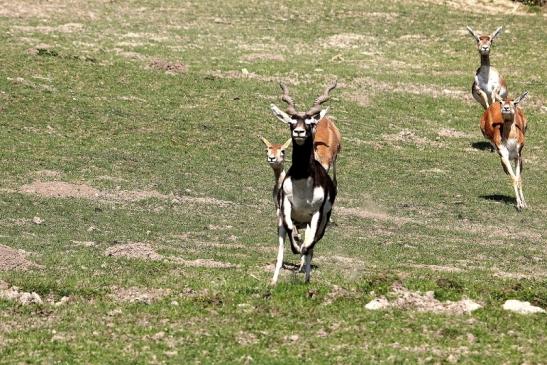 Hirschziegenantilope Opel Zoo Kronberg 2015