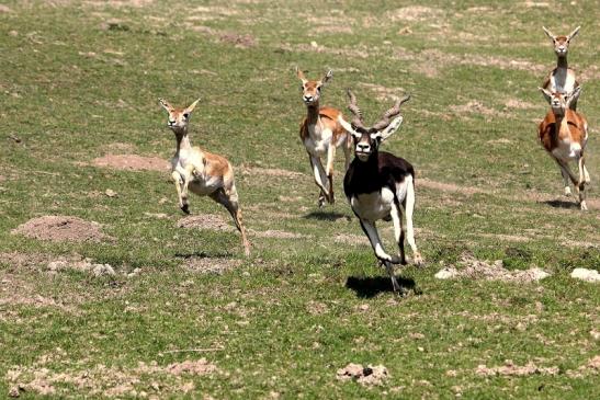 Hirschziegenantilope Opel Zoo Kronberg 2015