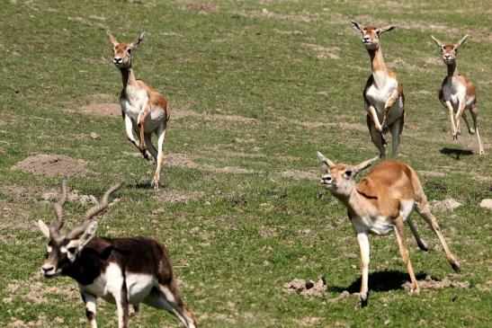 Hirschziegenantilope Opel Zoo Kronberg 2015