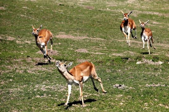 Hirschziegenantilope Opel Zoo Kronberg 2015