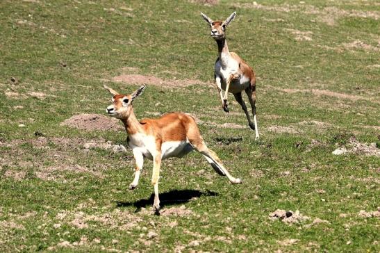 Hirschziegenantilope Opel Zoo Kronberg 2015