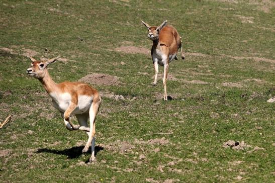 Hirschziegenantilope Opel Zoo Kronberg 2015