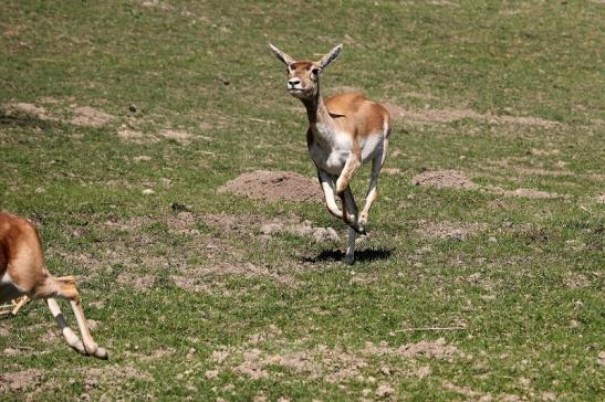 Hirschziegenantilope Opel Zoo Kronberg 2015