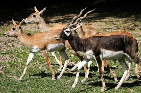 Hirschziegenantilope Opel Zoo Kronberg 2015