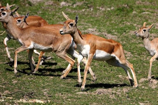 Hirschziegenantilope Opel Zoo Kronberg 2015