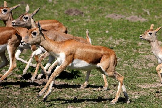 Hirschziegenantilope Opel Zoo Kronberg 2015