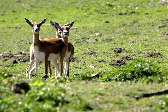 Hirschziegenantilope Opel Zoo Kronberg 2015