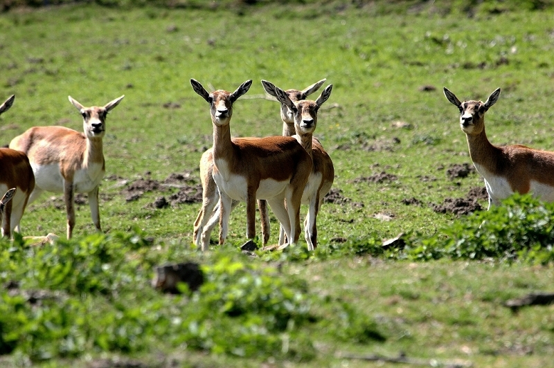 Hirschziegenantilope Opel Zoo Kronberg 2015
