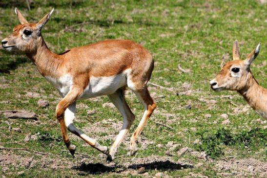 Hirschziegenantilope Opel Zoo Kronberg 2015