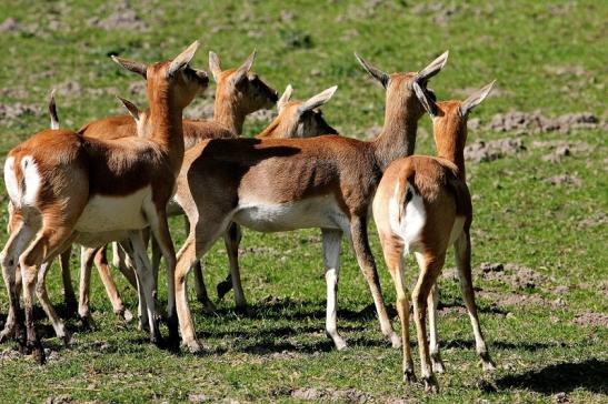 Hirschziegenantilope Opel Zoo Kronberg 2015