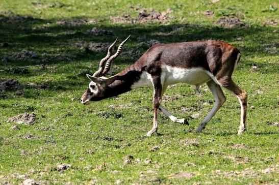 Hirschziegenantilope Opel Zoo Kronberg 2015