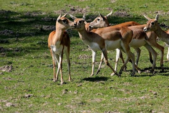 Hirschziegenantilope Opel Zoo Kronberg 2015