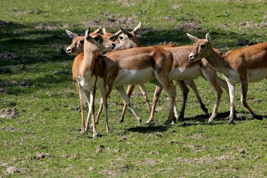 Hirschziegenantilope Opel Zoo Kronberg 2015