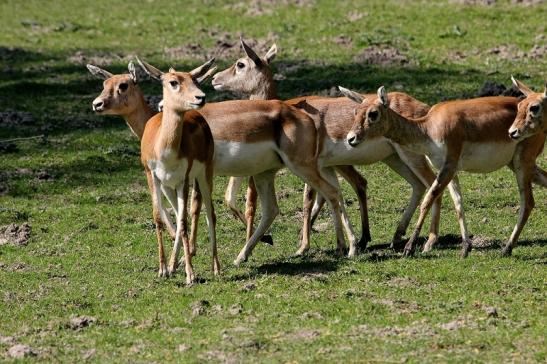 Hirschziegenantilope Opel Zoo Kronberg 2015