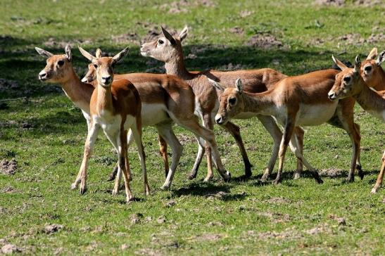 Hirschziegenantilope Opel Zoo Kronberg 2015