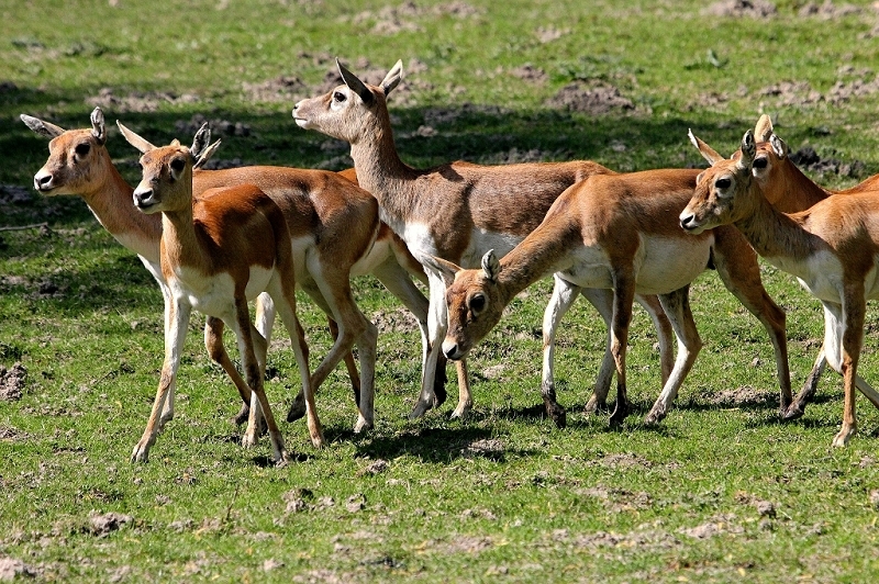 Hirschziegenantilope Opel Zoo Kronberg 2015