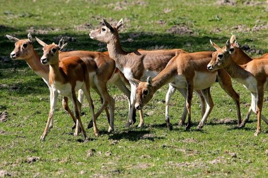 Hirschziegenantilope Opel Zoo Kronberg 2015