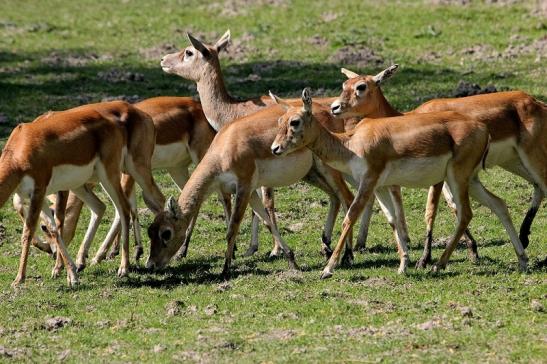 Hirschziegenantilope Opel Zoo Kronberg 2015