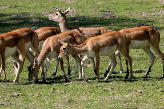 Hirschziegenantilope Opel Zoo Kronberg 2015