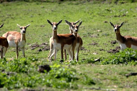 Hirschziegenantilope Opel Zoo Kronberg 2015