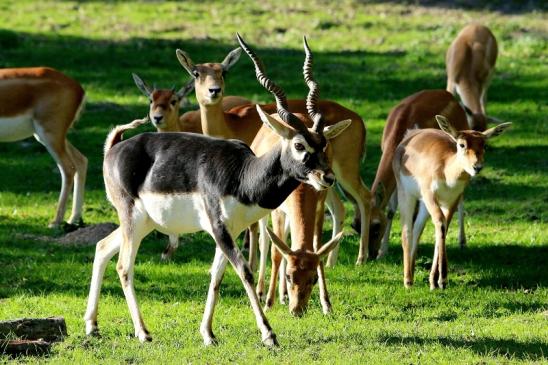 Foto des Monats März 2024 Hirschziegen Antilope männlich-weiblich Opel Zoo Kronberg