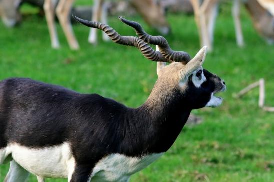 Hirschziegenantilope Opel Zoo Kronberg 2017