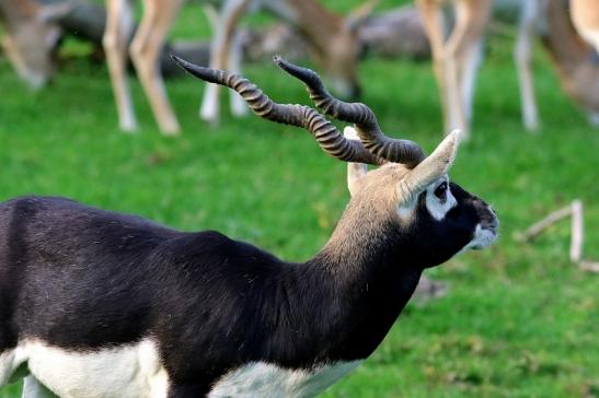 Hirschziegenantilope Opel Zoo Kronberg 2017