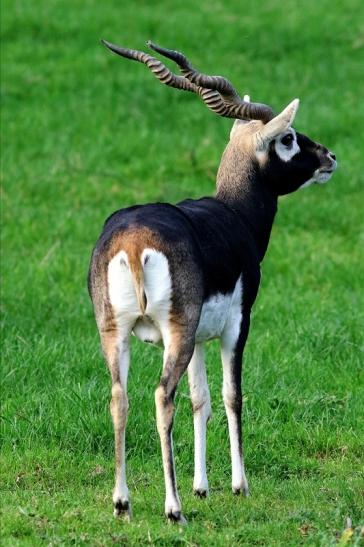 Hirschziegenantilope Opel Zoo Kronberg 2017