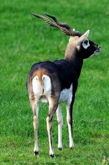 Hirschziegenantilope Opel Zoo Kronberg 2017