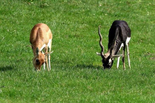 Hirschziegenantilope Opel Zoo Kronberg 2017