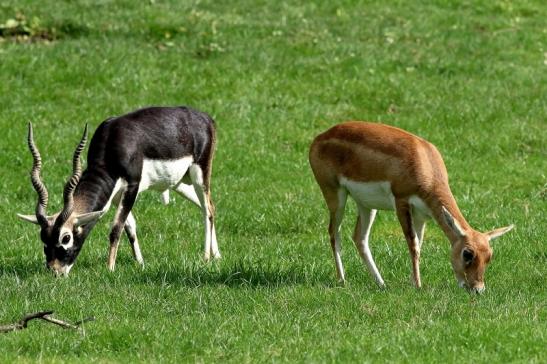 Hirschziegenantilope Opel Zoo Kronberg 2017