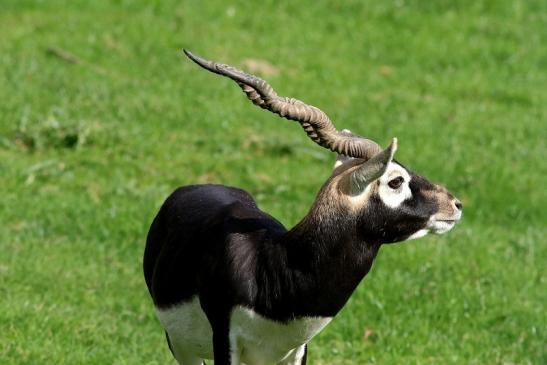 Hirschziegenantilope Opel Zoo Kronberg 2017