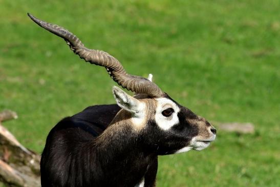 Hirschziegenantilope Opel Zoo Kronberg 2017