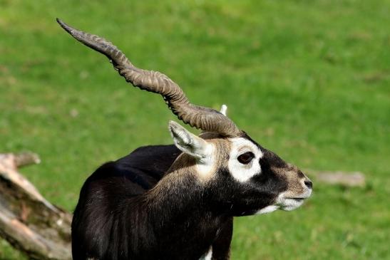 Hirschziegenantilope Opel Zoo Kronberg 2017