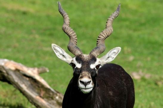 Hirschziegenantilope Opel Zoo Kronberg 2017