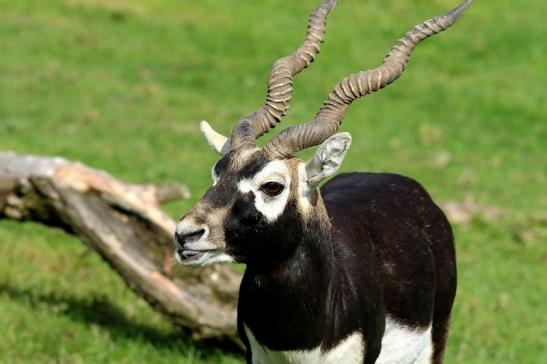 Hirschziegenantilope Opel Zoo Kronberg 2017