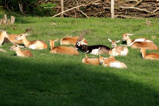 Hirschziegenantilope Opel Zoo Kronberg 2017