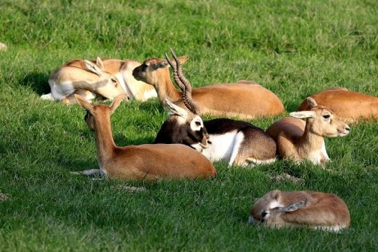 Hirschziegenantilope Opel Zoo Kronberg 2017