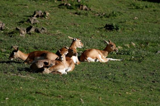 Hirschziegenantilope Opel Zoo Kronberg 2016