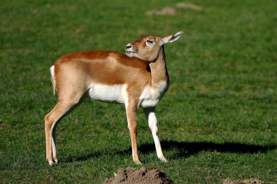 Hirschziegenantilope Opel Zoo Kronberg 2016