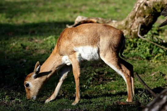 Hirschziegenantilope Opel Zoo Kronberg 2016