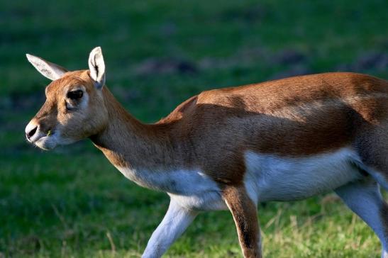 Hirschziegenantilope Opel Zoo Kronberg 2016