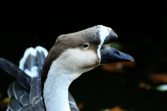 Höckergans Opel Zoo Kronberg 2016