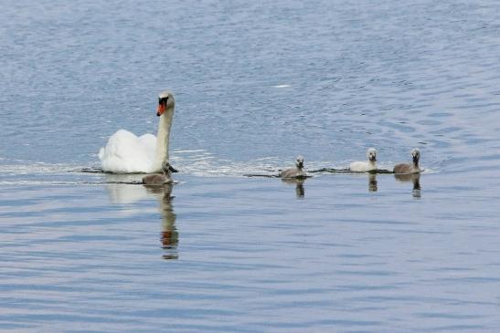 Höckerschwan mit Nachwuchs Bingenheimer Ried Wetterau 2016