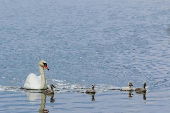 Höckerschwan mit Nachwuchs Bingenheimer Ried Wetterau 2016