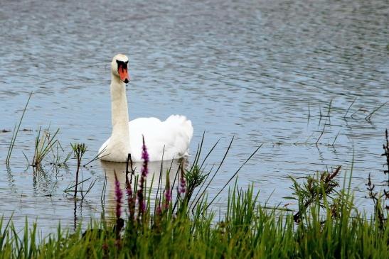 Höckerschwan mit Nachwuchs Bingenheimer Ried Wetterau 2016