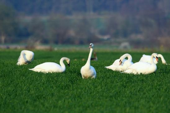 Höckerschwan Bingenheimer Ried Wetterau 2016