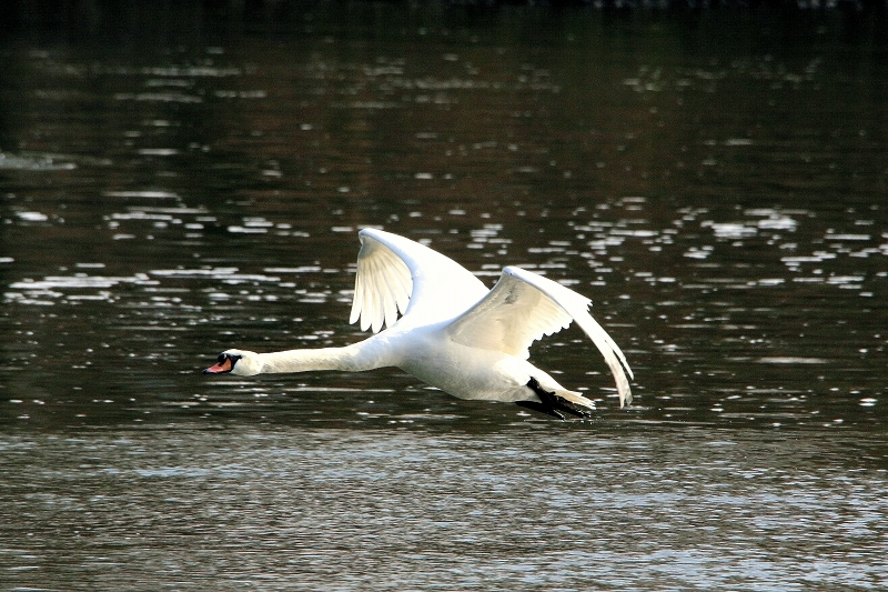 Höckerschwan Mainschleuse Eddersheim 2017