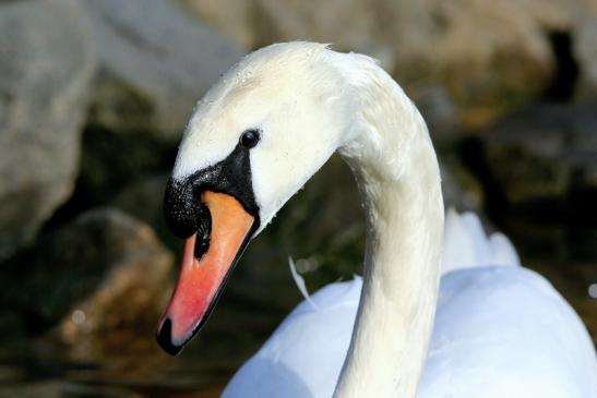 Höckerschwan Mainschleuse Eddersheim 2017