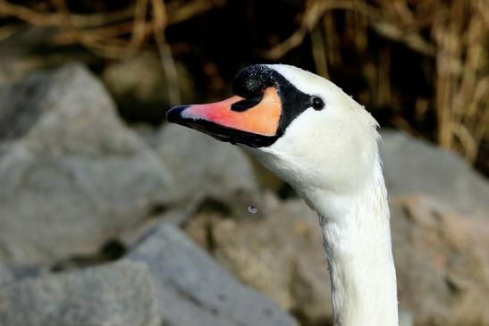 Höckerschwan Mainschleuse Eddersheim 2017